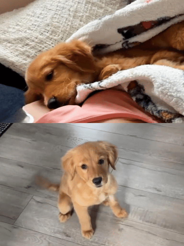 A Puppy’s Journey to Health and Happiness in Her Forever Home