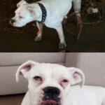 Baloo’s Heartwarming Journey to Joyful Living