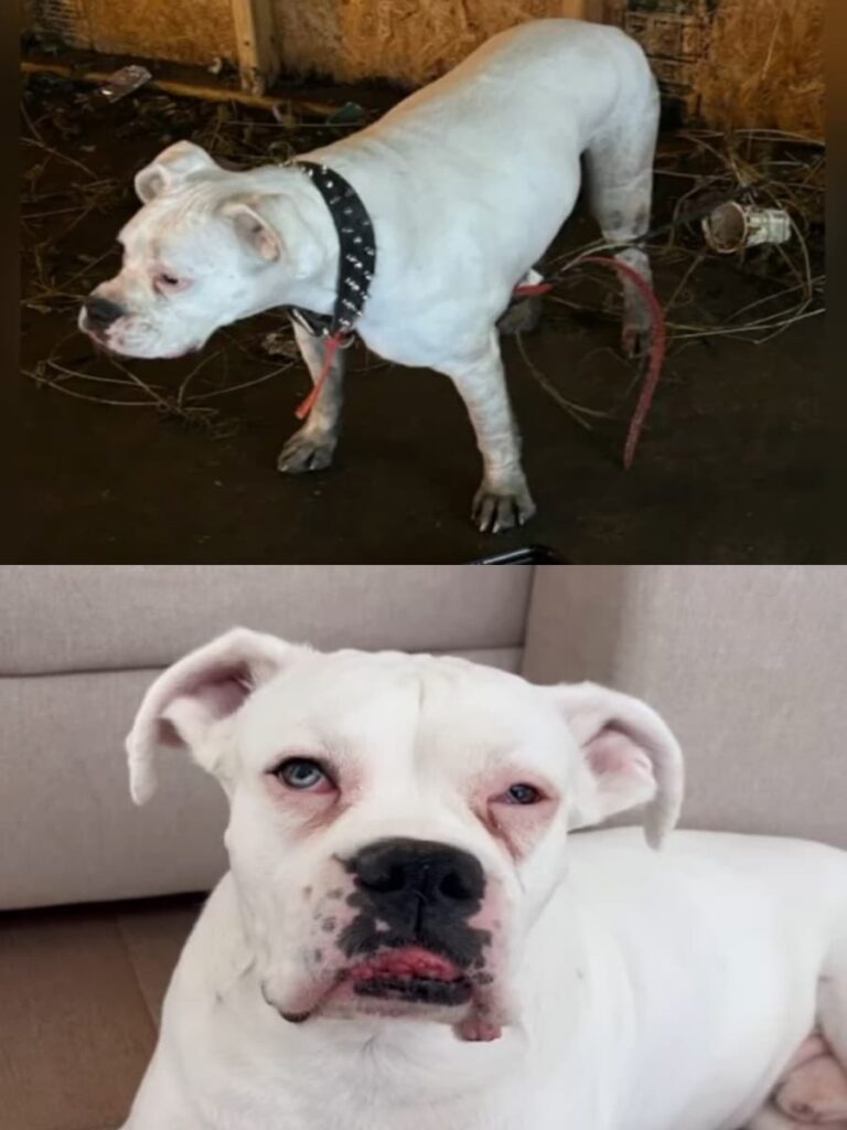 Baloo’s Heartwarming Journey to Joyful Living