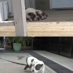 Zuko the Pit Bull Finds His Forever Home