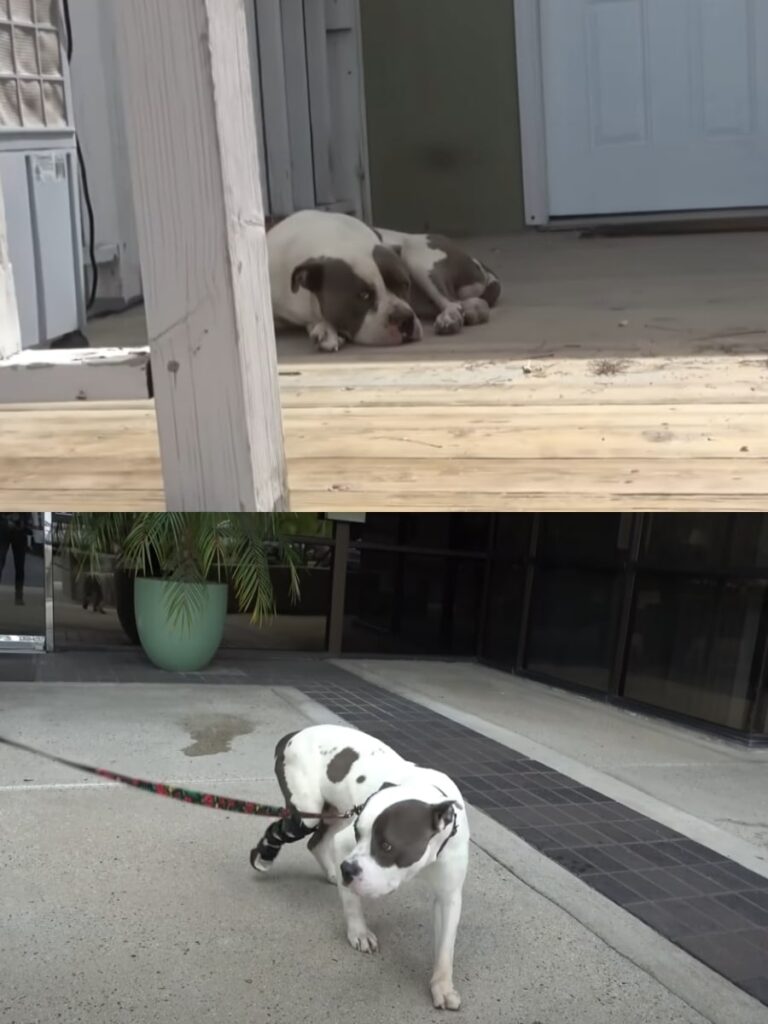 Zuko the Pit Bull Finds His Forever Home