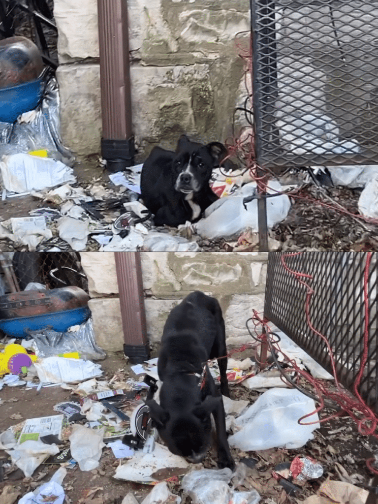 Harwell’s Second Chance at Life