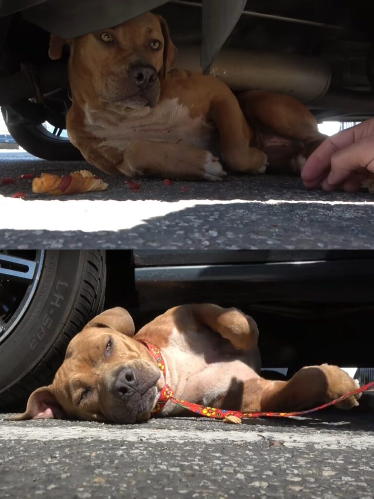 Paris the Pit Bull’s Heartwarming Rescue Journey