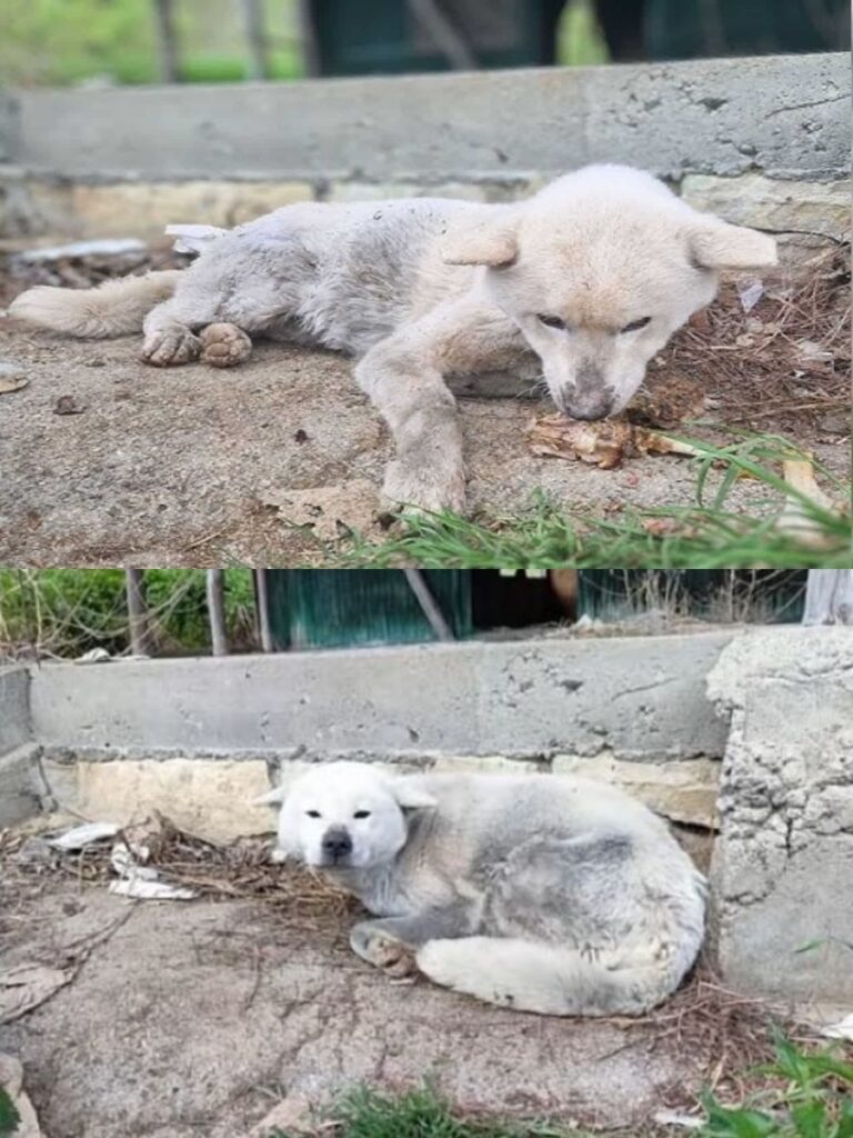 Keiko’s Journey to a Loving Home