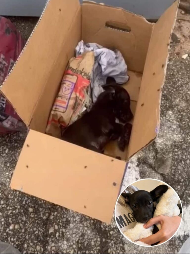 Rescued Puppy Tully Finds Forever Home After Touching Recovery Journey