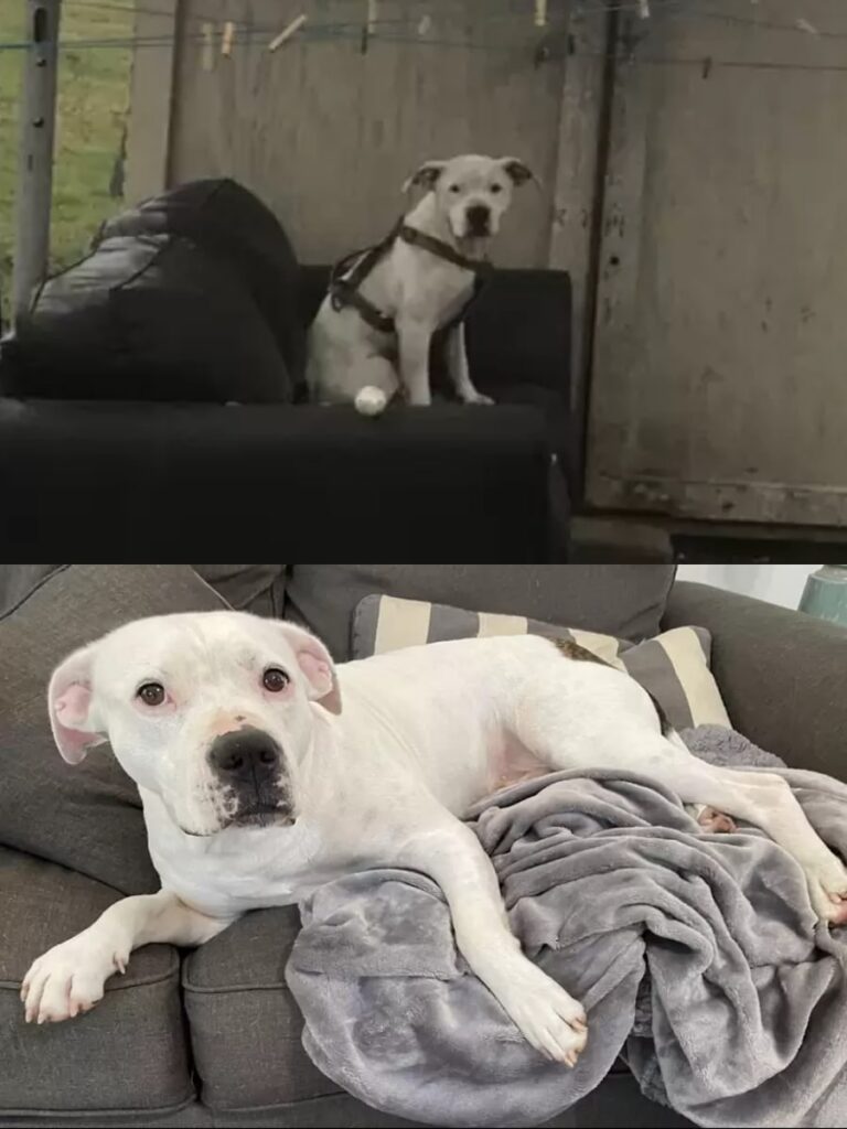 From Abandonment to Adoption: Murphy’s Heartwarming Journey to a New Home