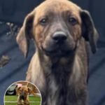 Abandoned Puppies Find Hope and Homes in Heartwarming Rescue Story