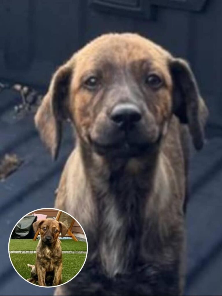 Dallas Neighborhood Unites to Rescue and Rehome Puppy