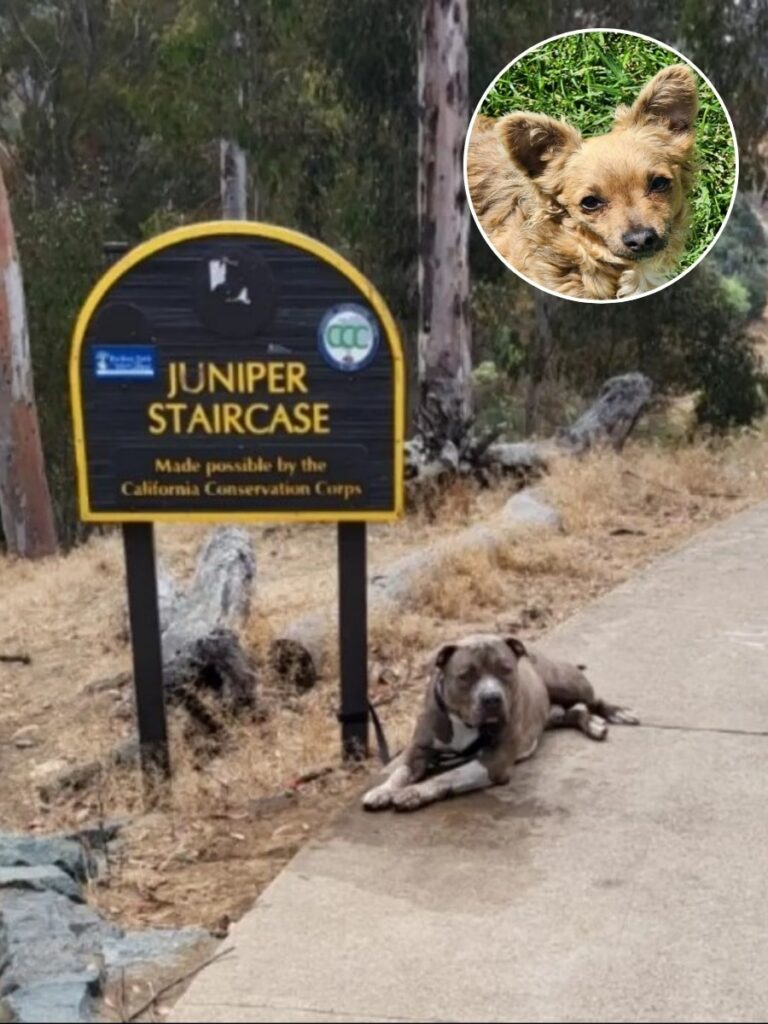 From Abandonment to Adoration: Juniper’s Heartwarming Rescue Tale