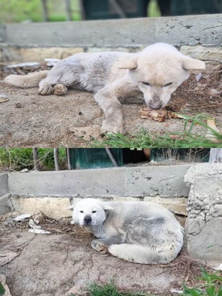 Rescued Mother Dog and Pups Find New Hope