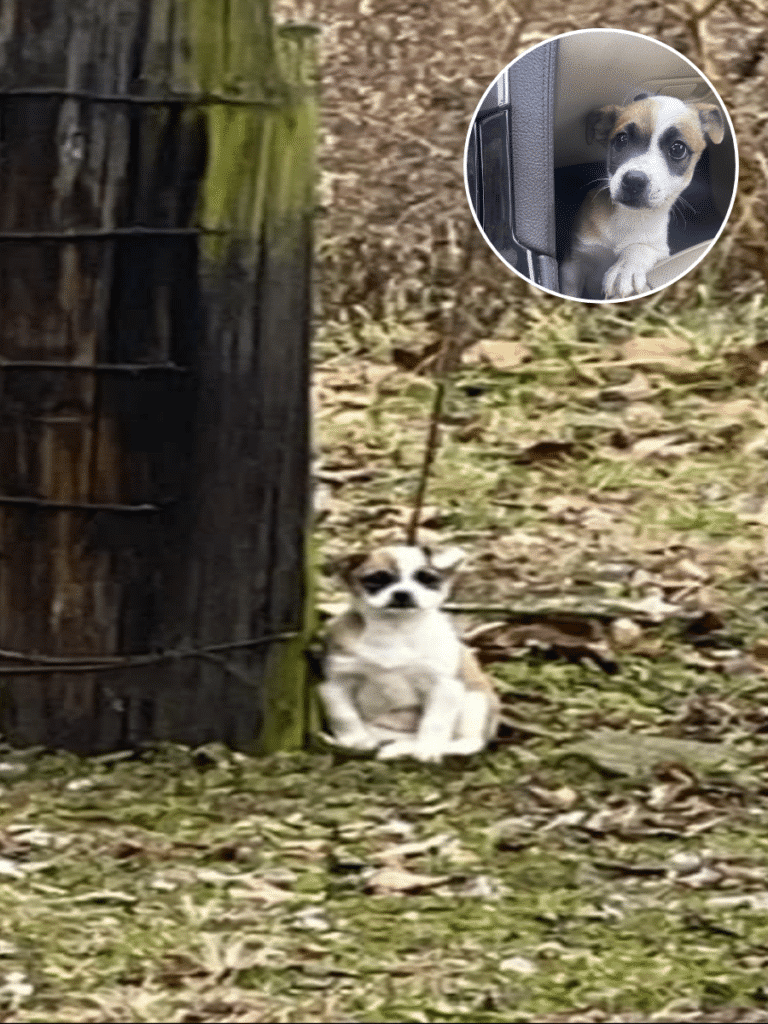 Ladybird’s Heartwarming Journey to a Forever Home