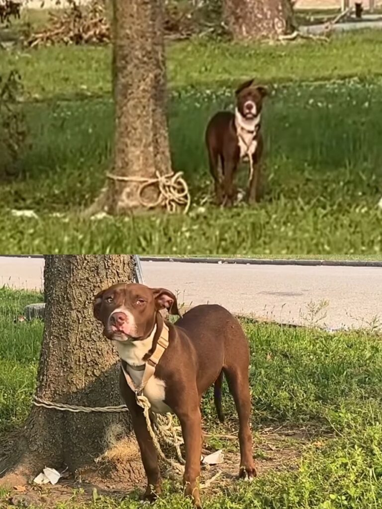 Beans the Dog Finds a Brighter Future