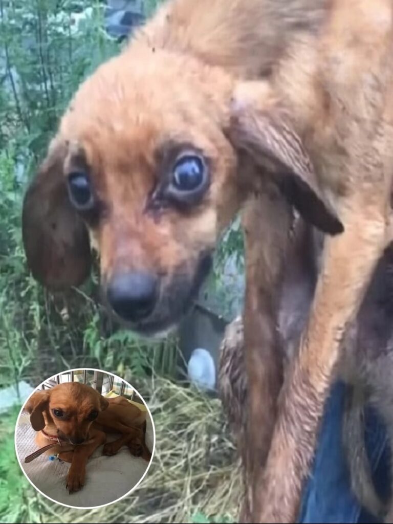 Pasha the Puppy Finds New Life and Love