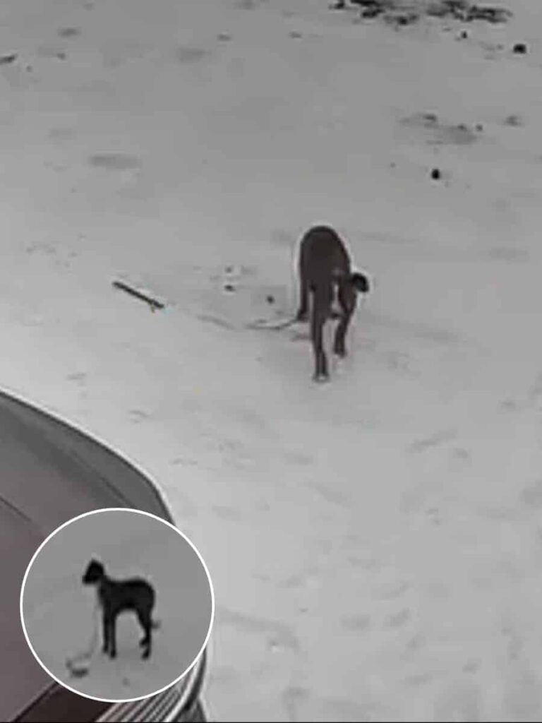 Rescued Puppy Finds Forever Home in Michigan