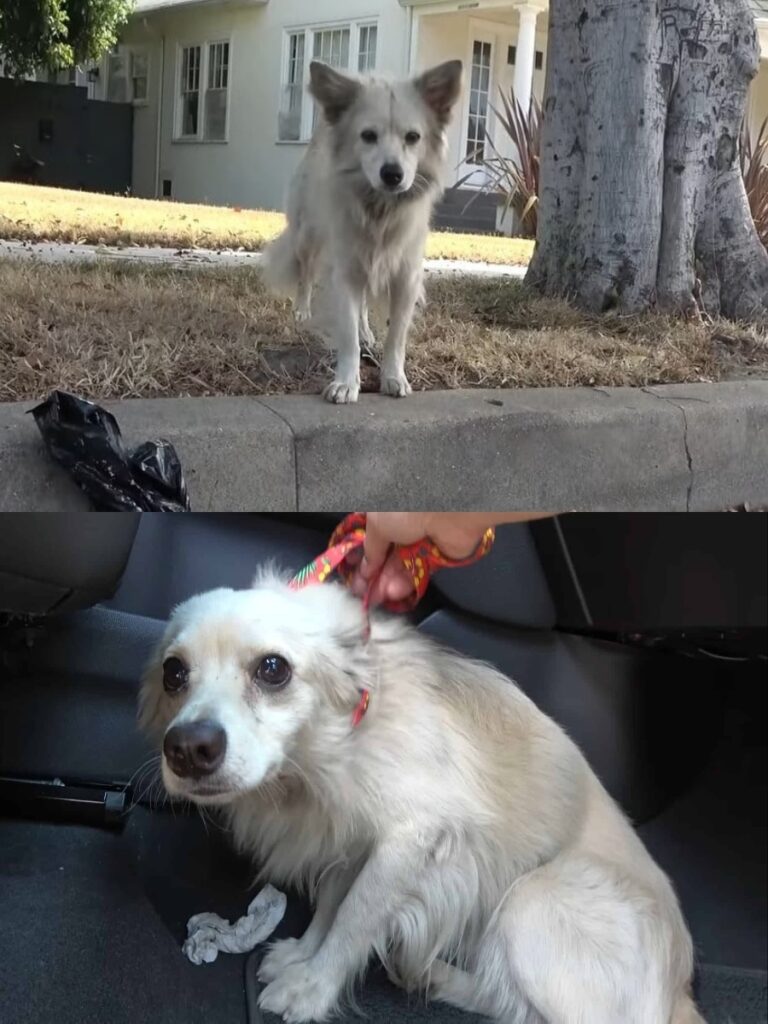 Rescuer Saves Poisoned Puppy and Offers Hope for a Brighter Future