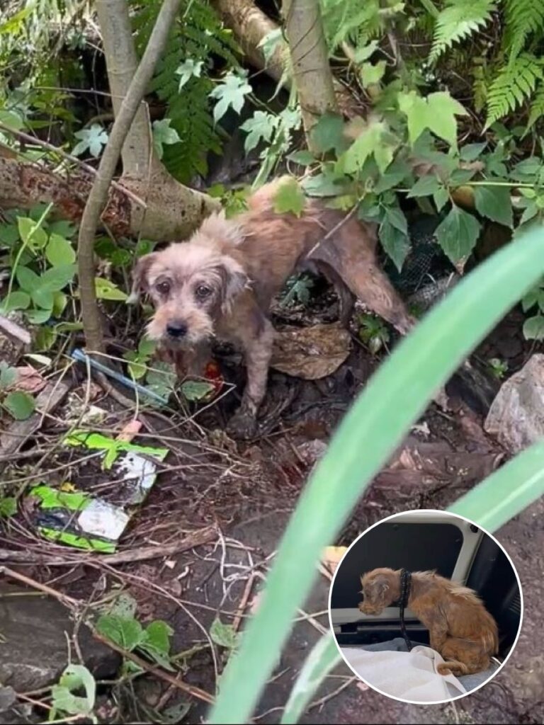 Tina Turner’s Journey to a Loving Forever Home