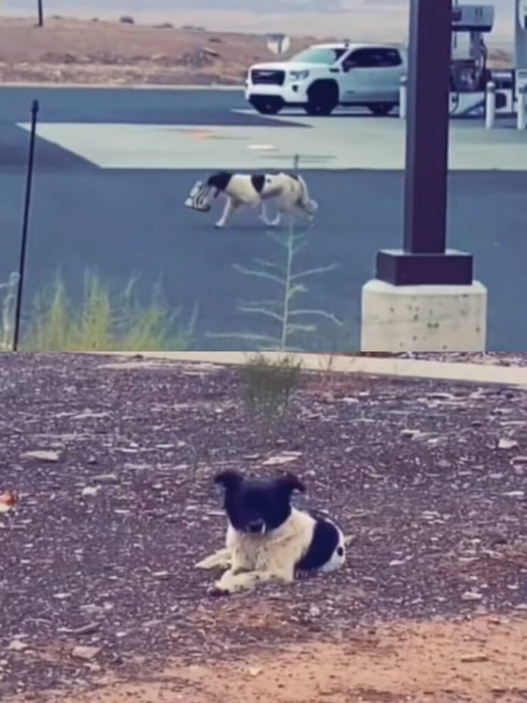 How One Dog Found Her Forever Home