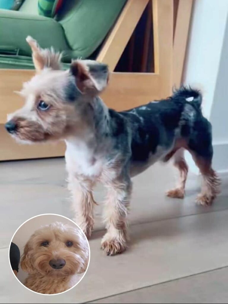 TikTok Dog Grooming Mishap Has Dog Owners Laughing Out Loud