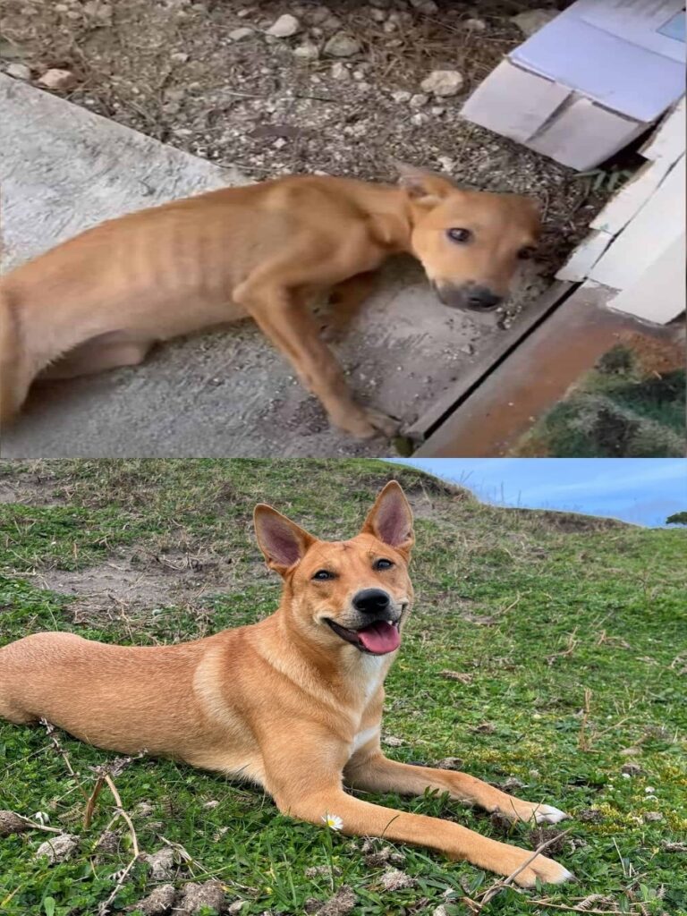 From Stray to Sidekick: The Heartwarming Journey of Roo the Dog