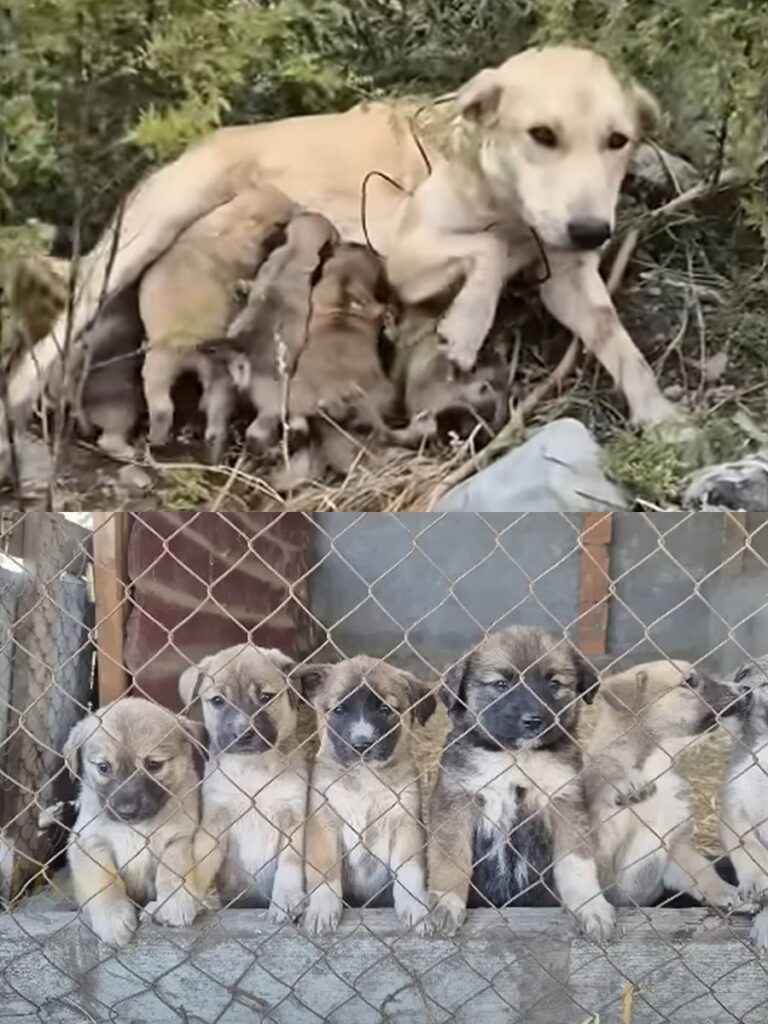Rescued Puppies and Their Mom Find Hope and Happiness