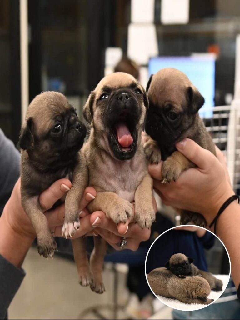 Rescued Pug Puppies Find New Hope in California