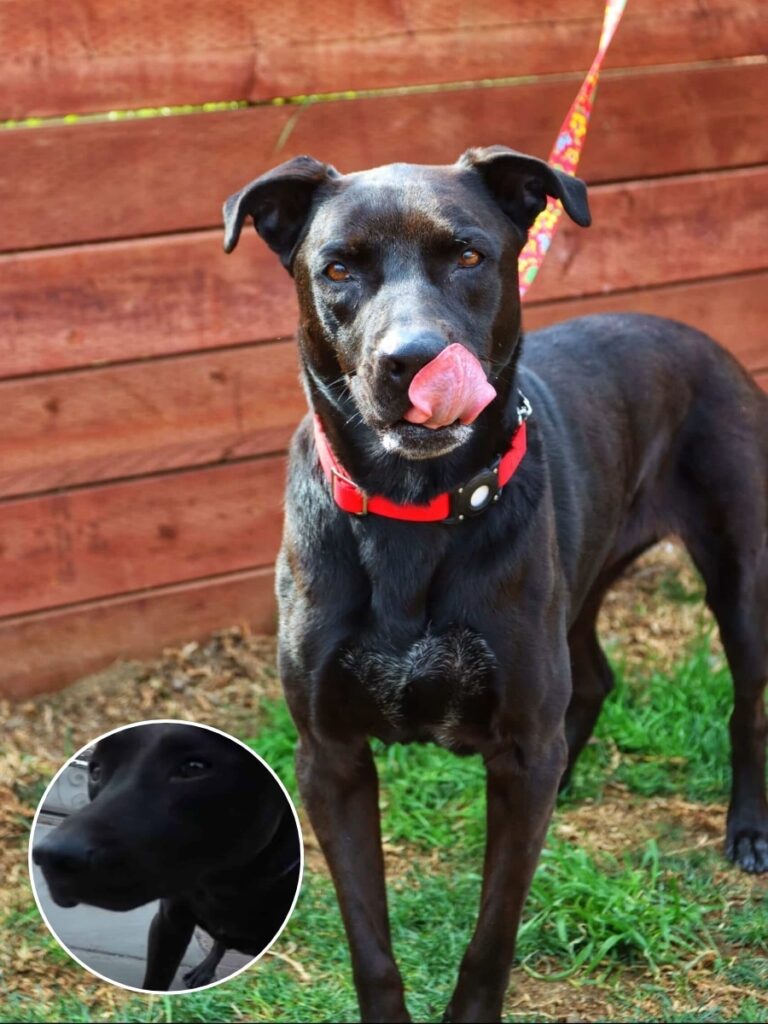 Roxie’s Journey to a New Home