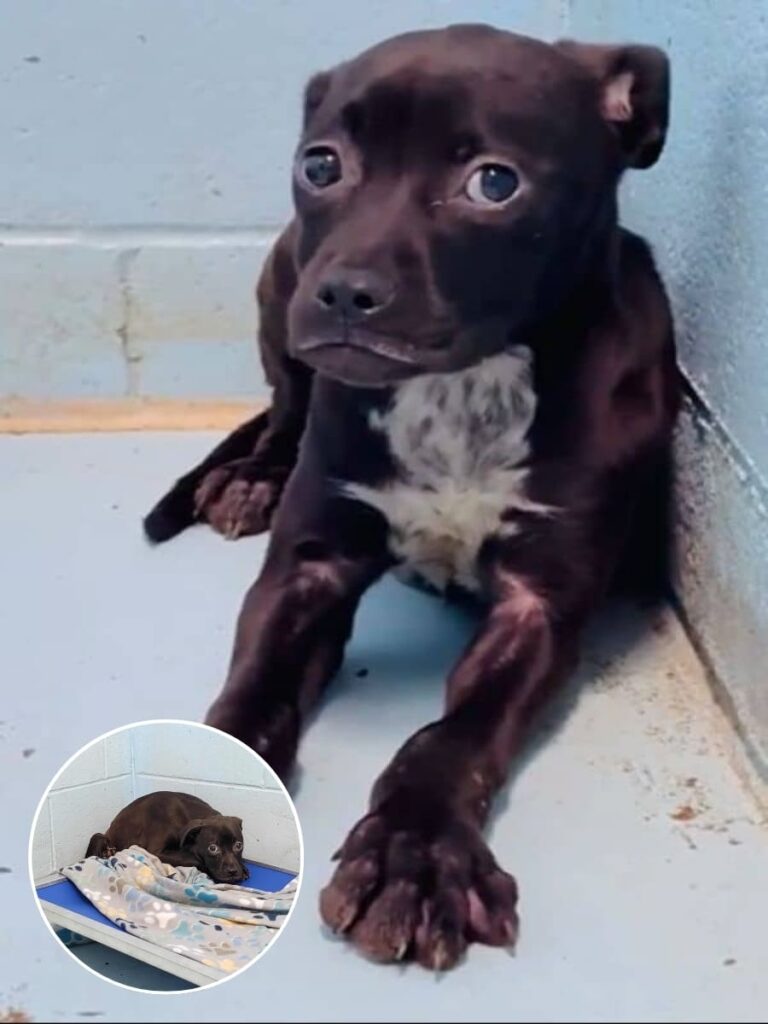 Junie’s Journey to Joyful Transformation