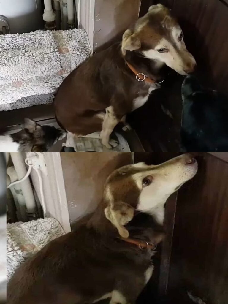 Abandoned Dog’s Journey to Trust and Healing