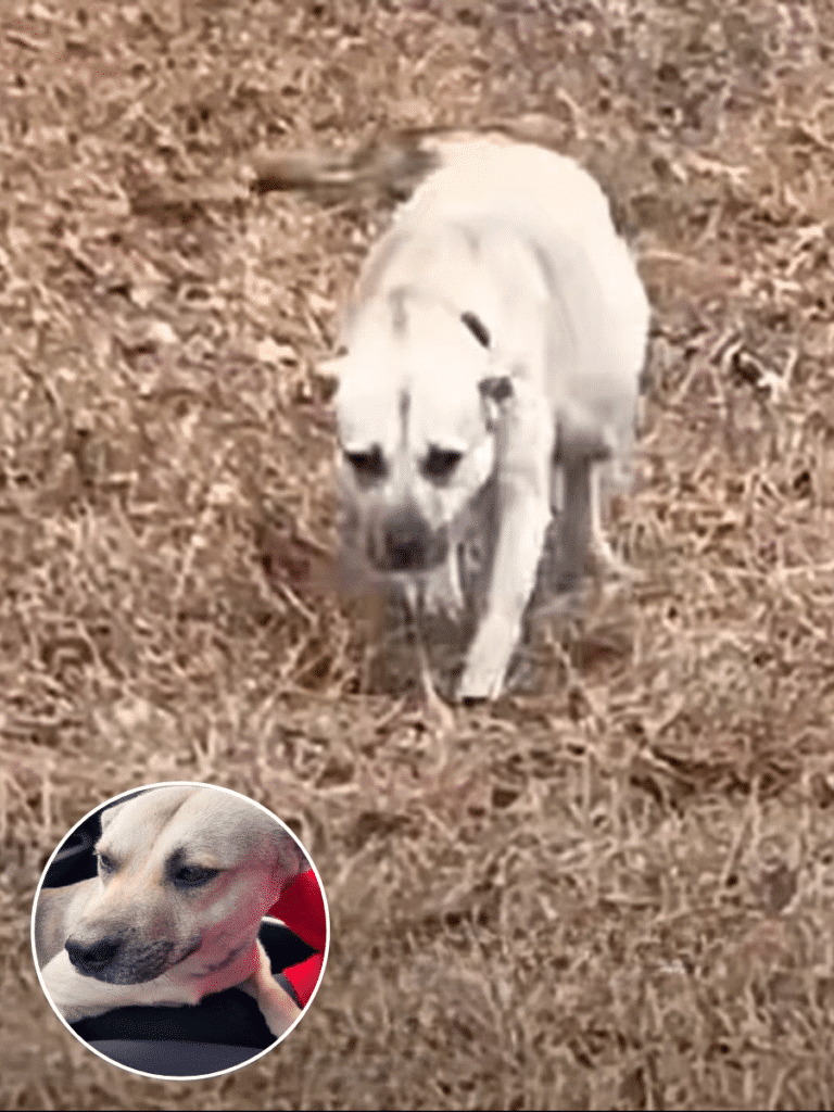 Shugy’s Journey to Safety and a New Family