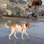 The Inspiring Journey of Otis the Dog