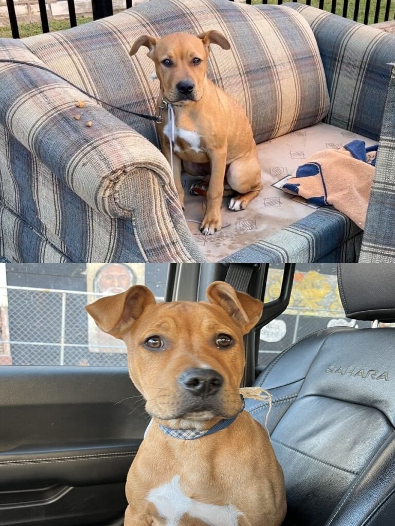 Shoestring’s Journey to a Forever Home