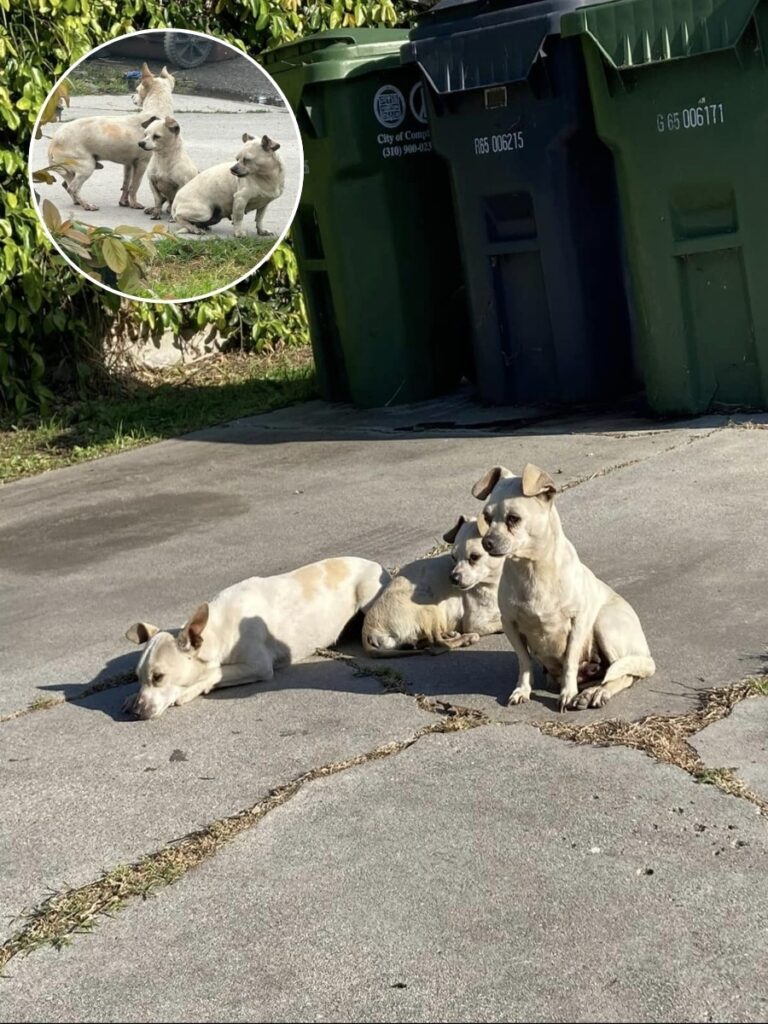 The Heartwarming Rescue of a Chihuahua Trio in Compton