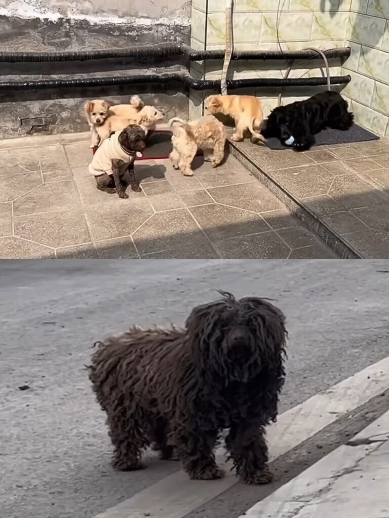 The Heartwarming Rescue of a Homeless Pup in Need