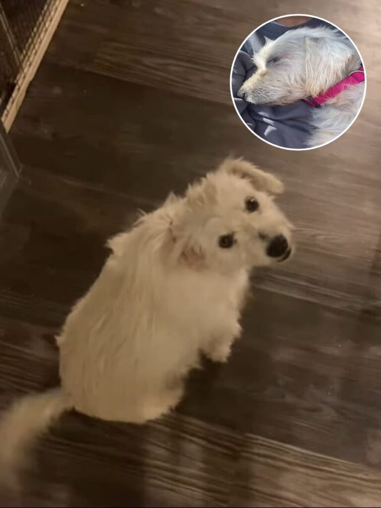 Rachel’s Rescue Journey with Ellie and Bear