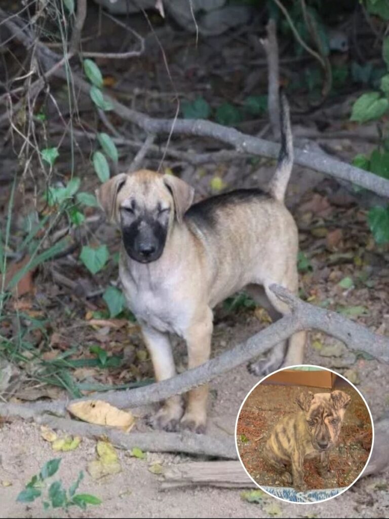 How a Lonely Puppy Found Home and Heart in Mississippi