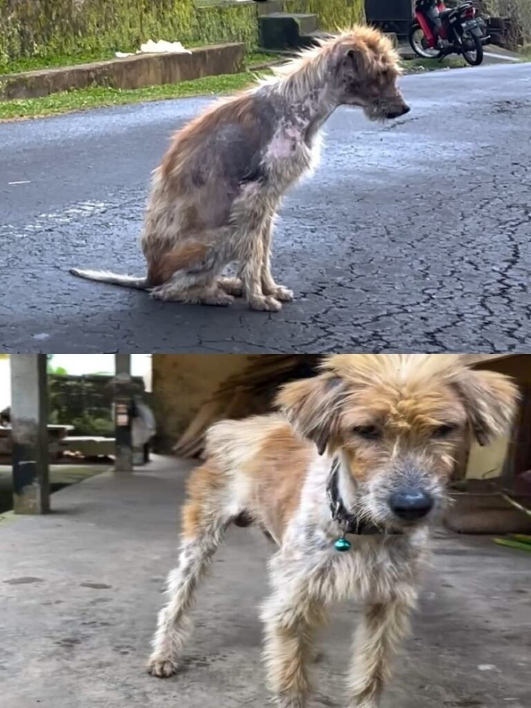 Bojess’s Journey Home Highlights the Power of Kindness