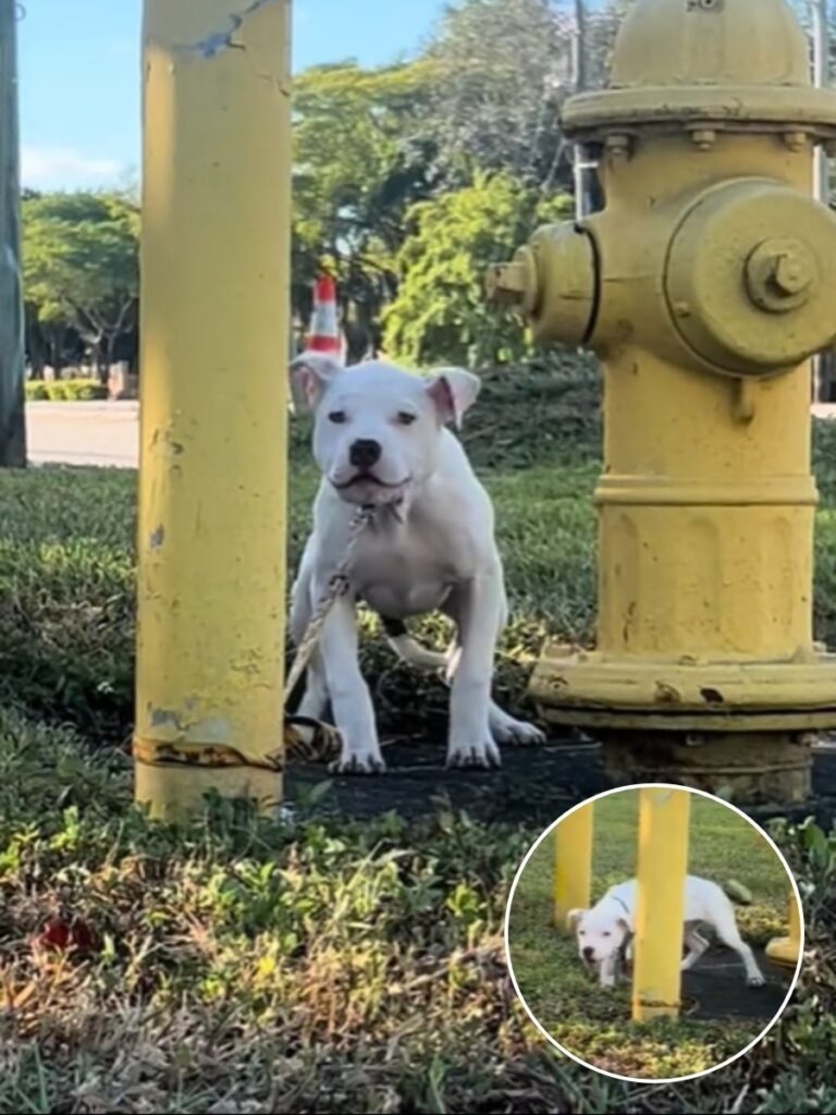 From Abandoned Puppy to Beloved Pet Sensation