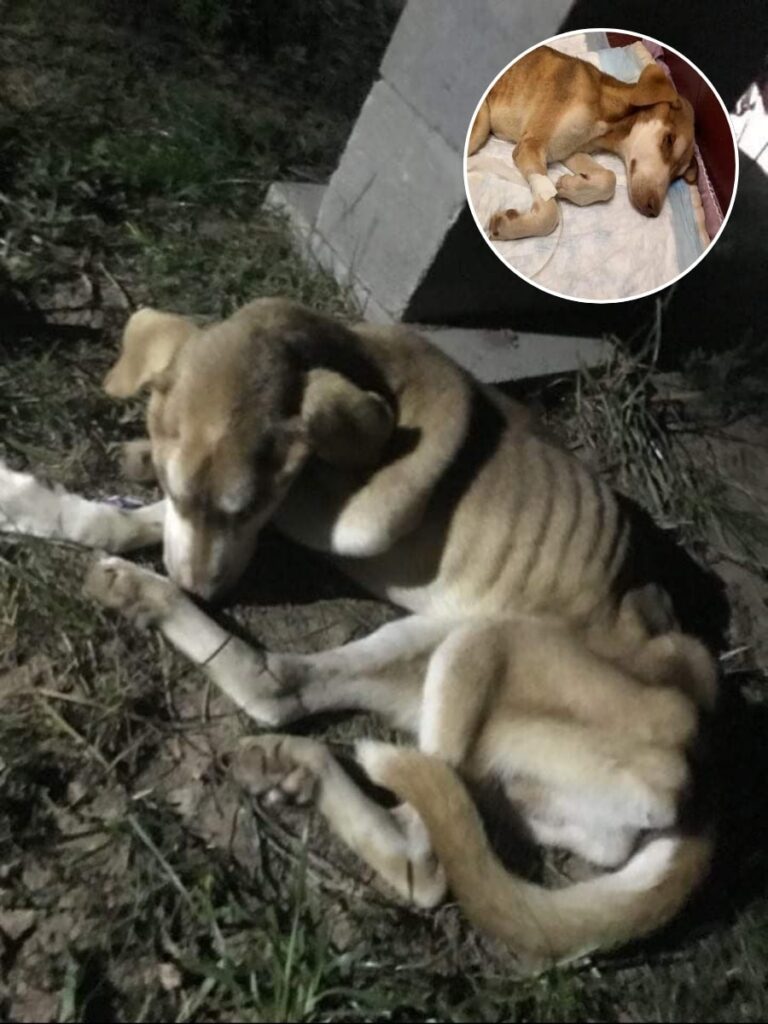 Chief’s Journey to a Loving Forever Home