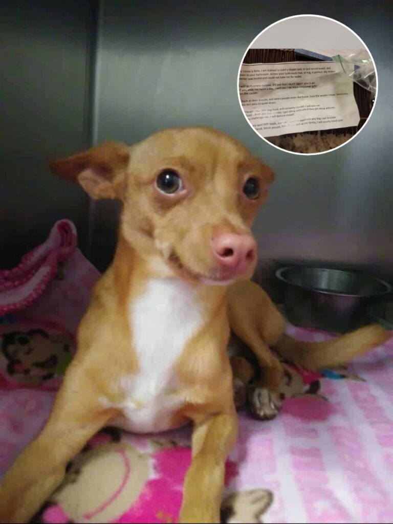 Elliot’s Journey to Finding a Forever Home