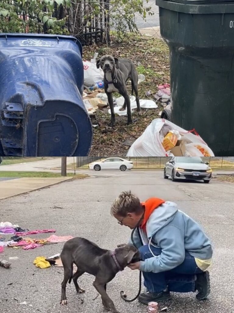 Little Toes the Stray Dog Finds Her Forever Home