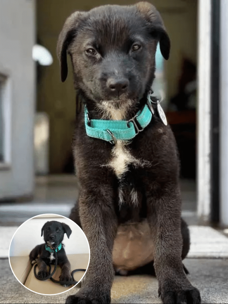 From Wildfire to Forever: Manzanita’s Heartwarming Journey Home