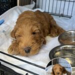 From Fragile Goldendoodle to Thriving Survivor
