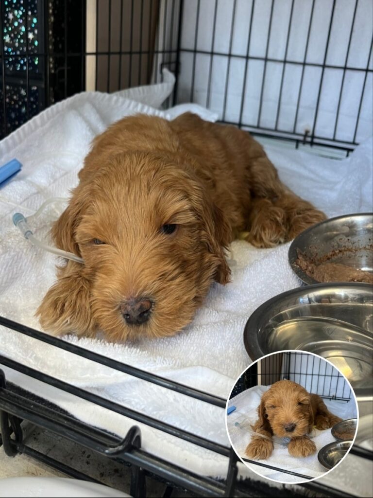 From Fragile Goldendoodle to Thriving Survivor