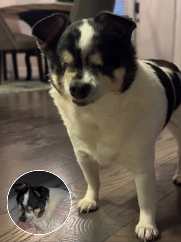 Grace the Blind Chihuahua Shows Us the Power of Love and Resilience