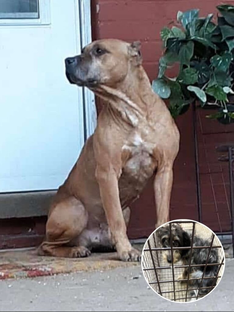 How One Man’s Tough Choice Led to a New Life for His Beloved Dog