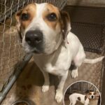 Lola the Stray Dog Finds a Loving Home After Abandonment