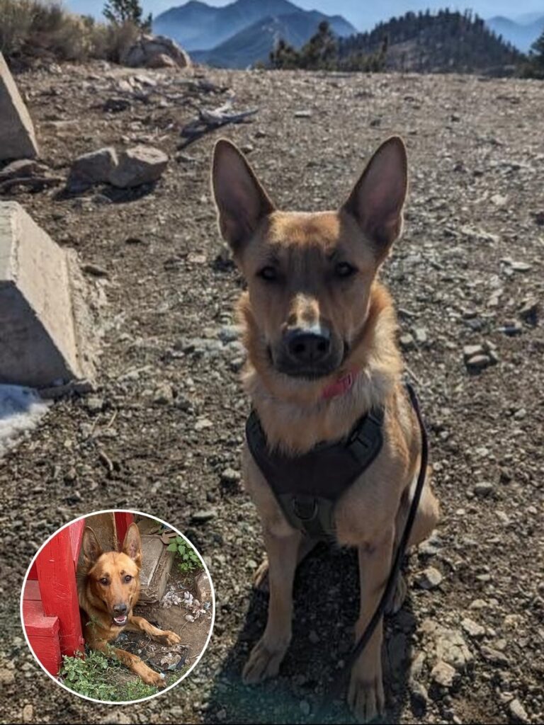 How Grace the Rescue Dog Healed with a New Family