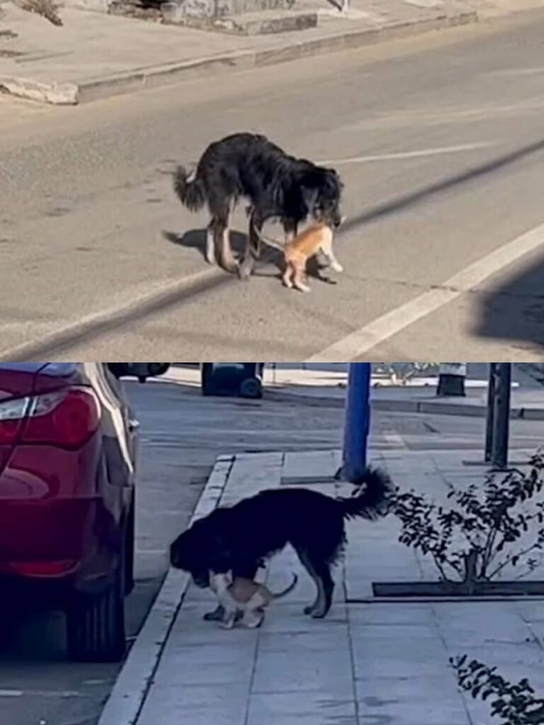 Heroic Dog Rescues Kitten from Busy Road, Forms Unlikely Bond
