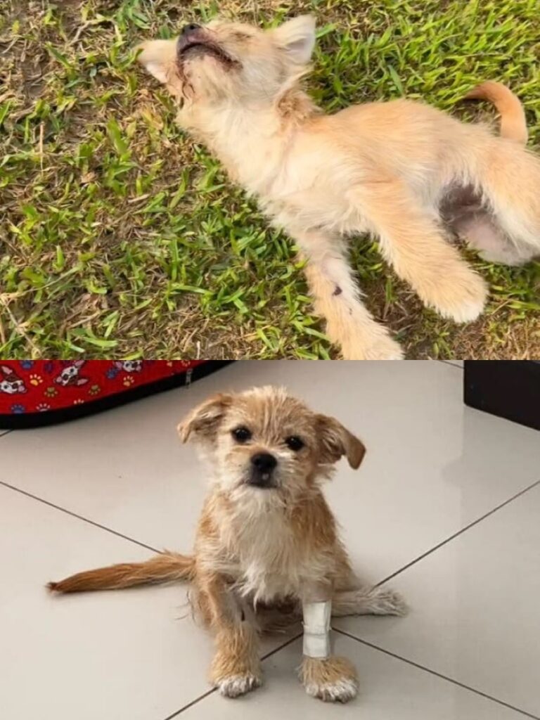 How Vanessa Grandez Saved Peluchin, the Dog Who Found a New Life on Wheels