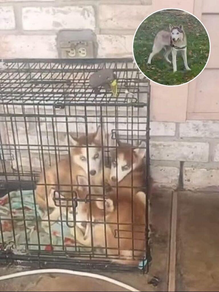 Husky’s Silent Cry Leads to Lifesaving Rescue for Entire Family